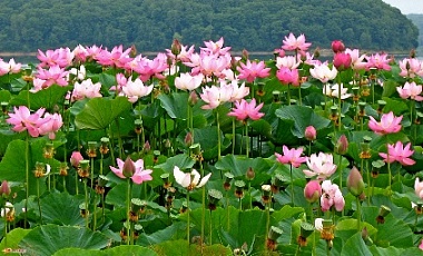 Lac des Lotus