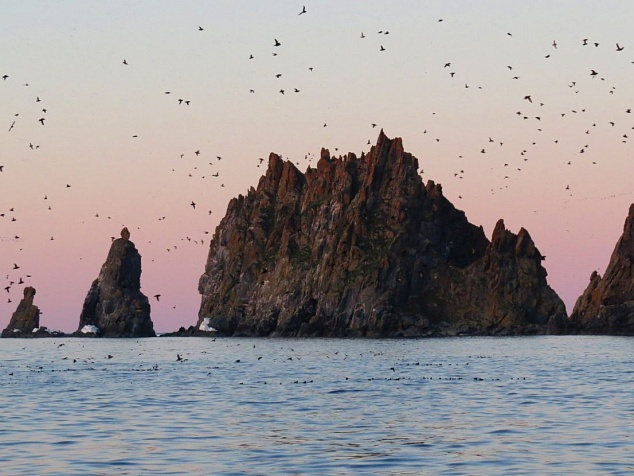 SEA JOURNEY TO THE YAMSKY ISLANDS IN THE OKHOTSK SEA. OBSERVATION OF SEABIRDS AND BEARS IN THE WILDLAND.