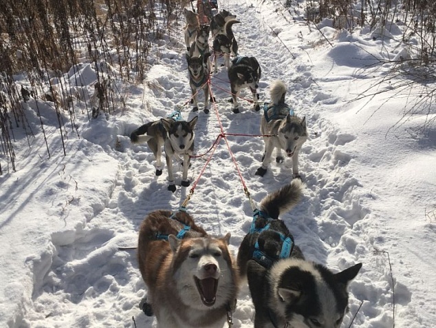 Dog-team riding